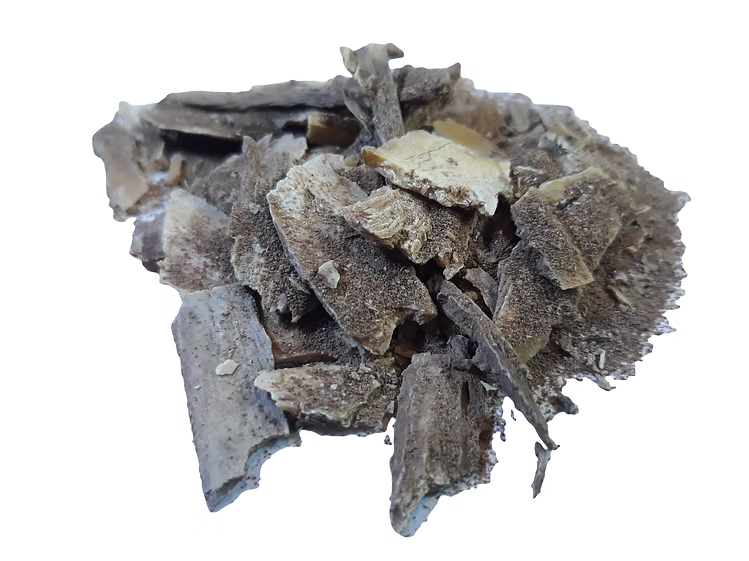 Dong quai root