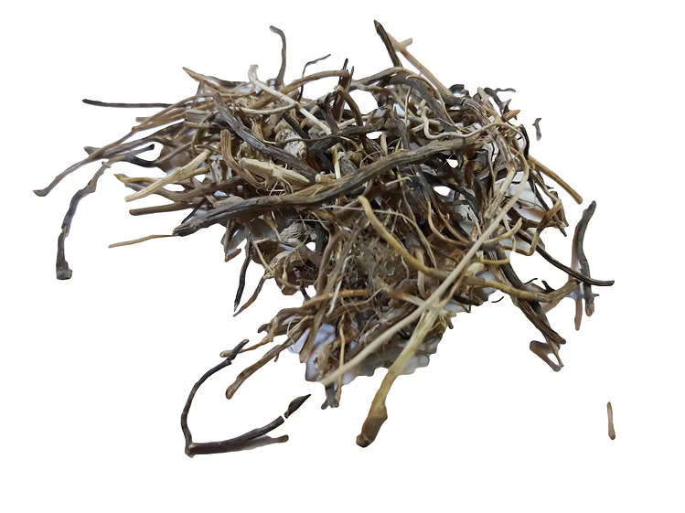 Gravel (Queen of the Meadow) root