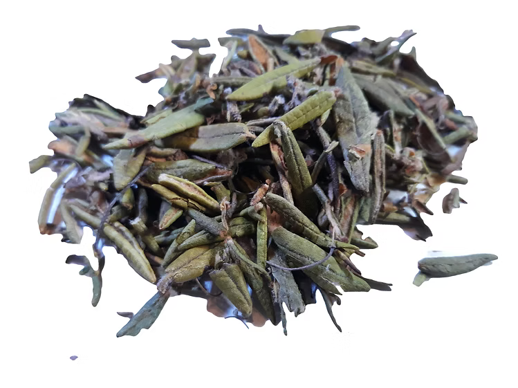 Labrador tea