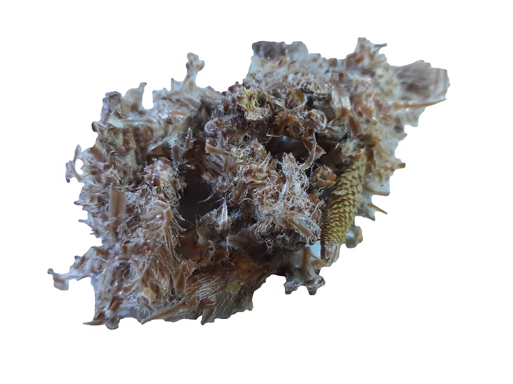 Pine buds