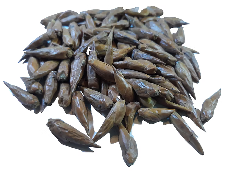 Poplar buds