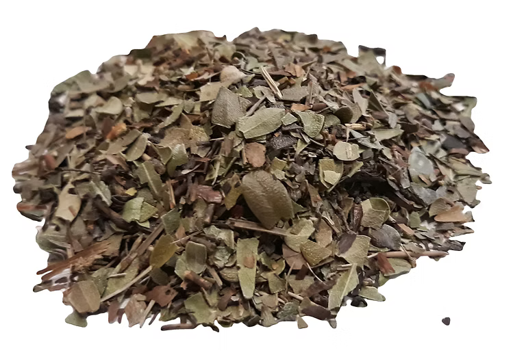 Uva ursi leaves