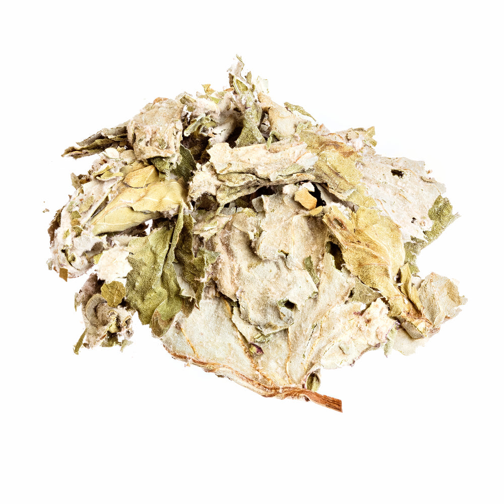 Coltsfoot