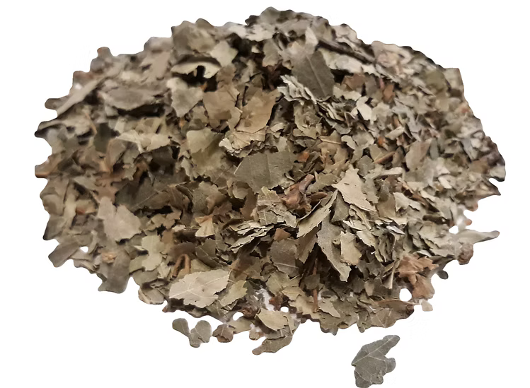 Birch leaves