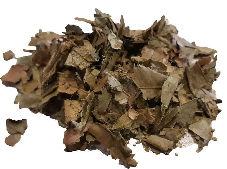 Graviola leaves