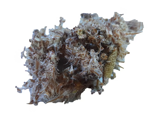 Pine buds