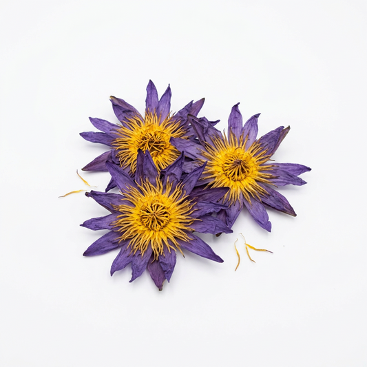 Blue Lotus Flower
