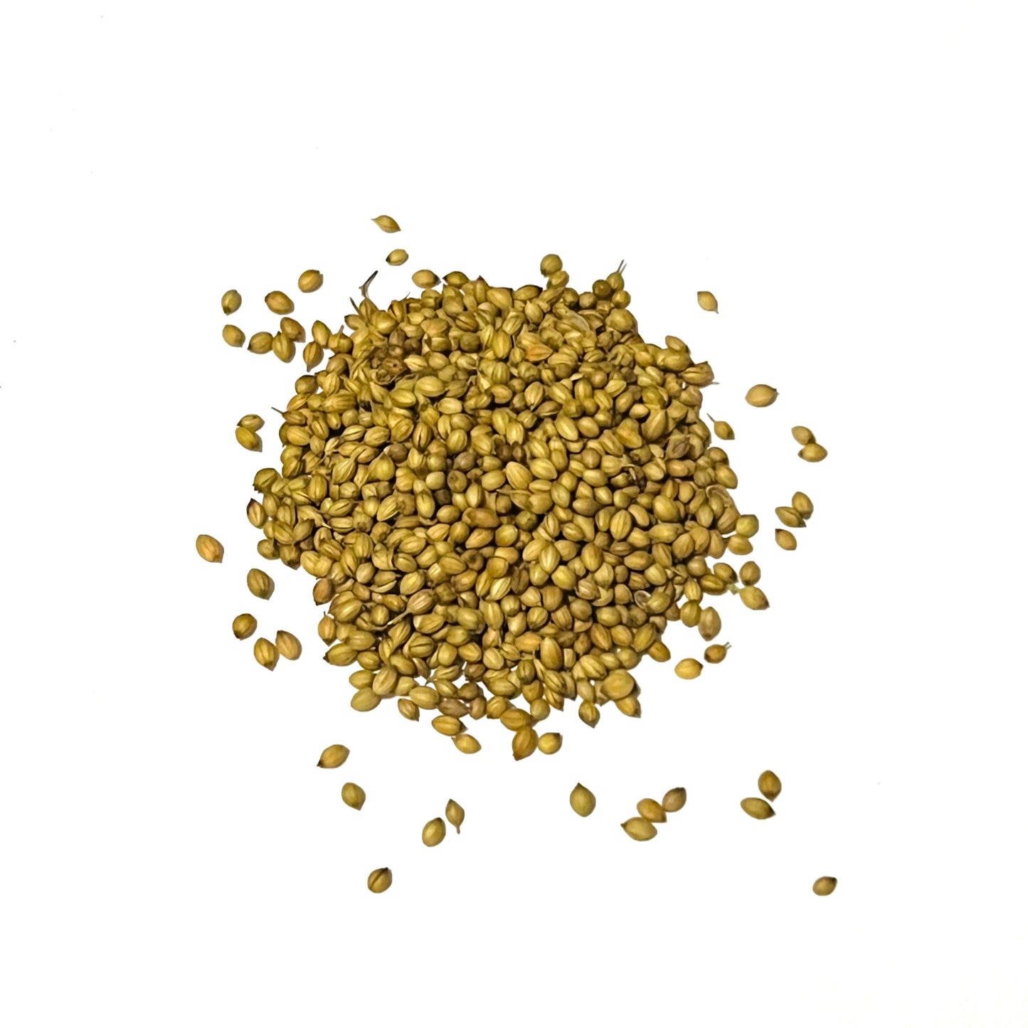 Coriander seed